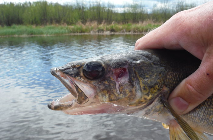 5 Tips to Catch More Walleyes with Jigs