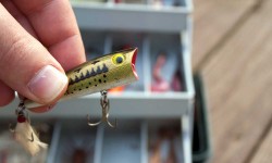 Bass Fishing – Catch more Bass